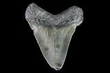 Juvenile Megalodon Tooth - Georgia #75403-1